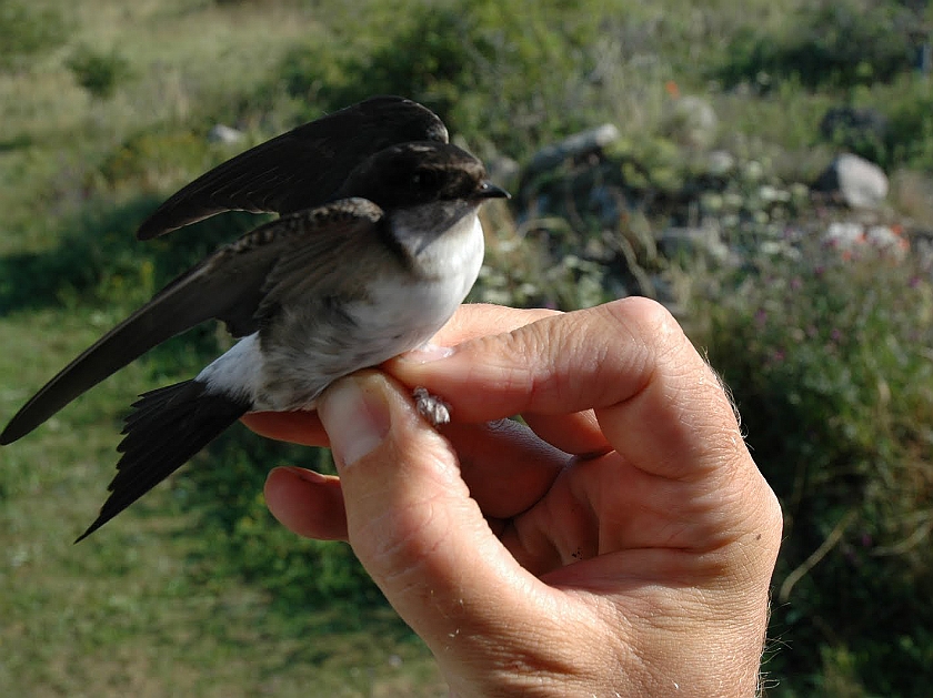 Common House Martins, Sundre